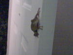 20000103-143148-2
big tree frog!