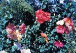 OahuHibiscus.jpg