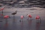 2010 Trip to Canaveral National Seashore